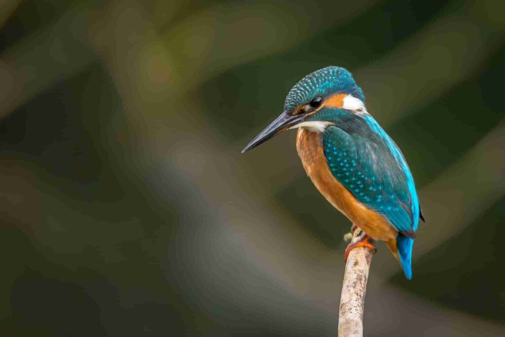 Fotografía de la naturaleza